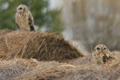 Short-eared Owls