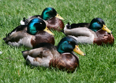 sleepy male Mallards