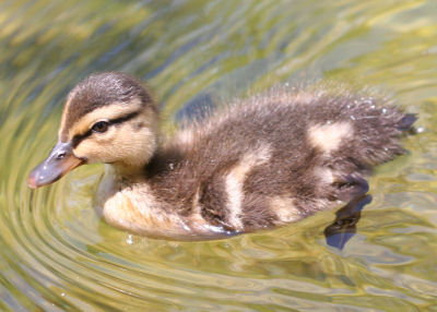 Mallard Duckling