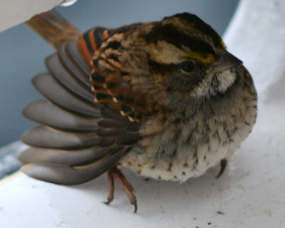 exhausted White-throated Sparrow