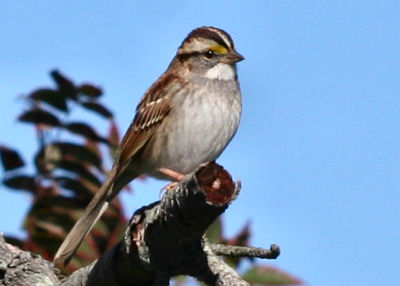 White-throated Sparrow at Jones Beach