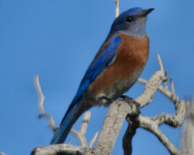 Western Bluebird