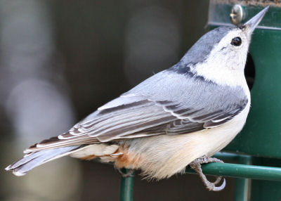 White-breasted Nuthatch