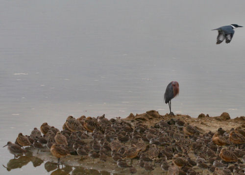 Reddish Egret and Belted Kingfisher and a bunch o’ shorebirds