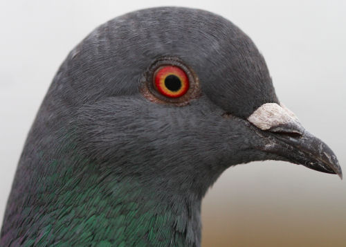 http://10000birds.com/wp-content/uploads/2008/01/aa-pigeon.jpg