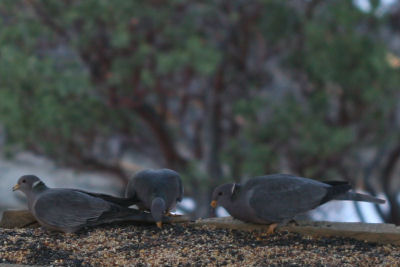 Band-tailed Pigeons