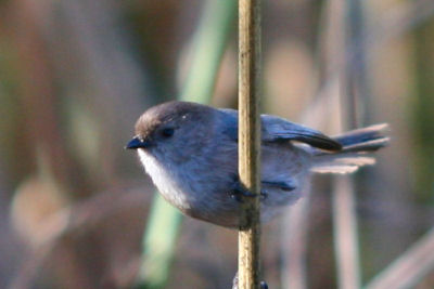 Bushtit