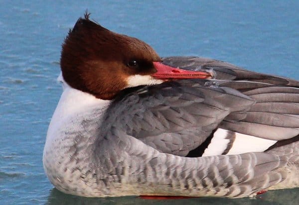 common merganser drake