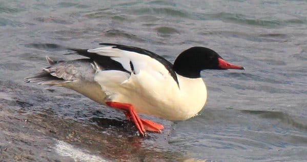 common merganser drake