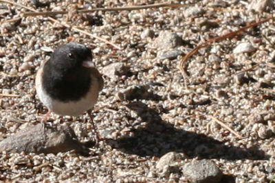 Dark-eyed “Oregon” Junco