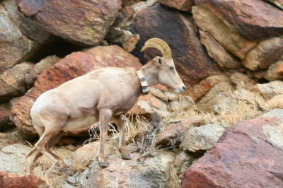 Desert Bighorn Sheep with a radio collar