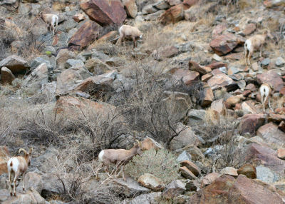 Desert Bighorn Sheep herd