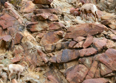 Desert Bighorn Sheep eating a cactus