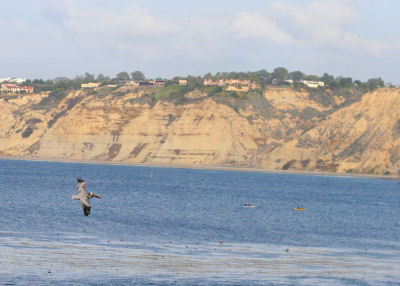 View from La Jolla with a Brown Pelican