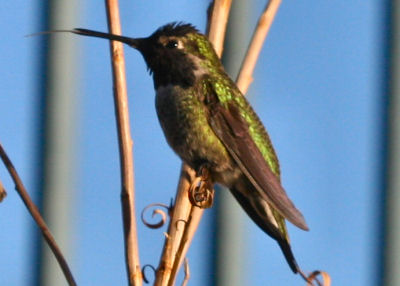 Anna’s Hummingbird