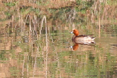 Eurasian Wigeon