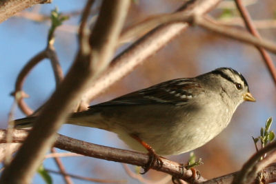 White-crowned Sparrow