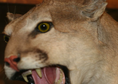 Mountain Lion