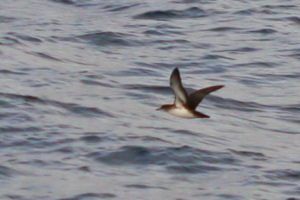 Black-vented Shearwater