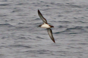 Black-vented Shearwater