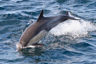 Common Dolphin