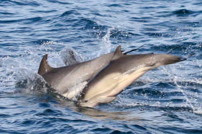 Common Dolphins