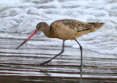 Marbled Godwit