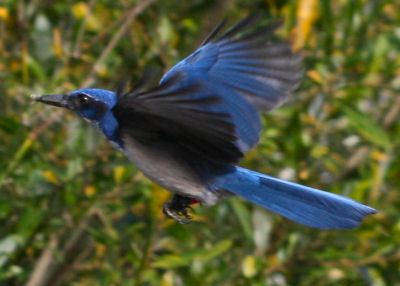 Island Scrub Jay in flight