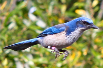 Island Scrub Jay