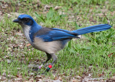 Island Scrub Jay