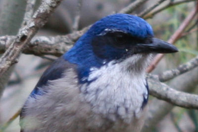 Island Scrub-Jay