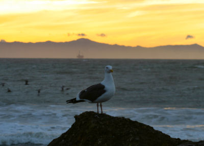 Western Gull at sunset