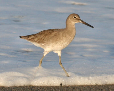 Willet in morning light