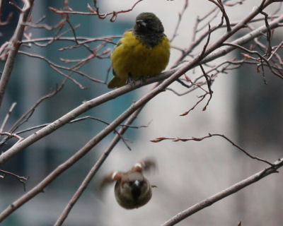 Scott’s Oriole in Union Square Park with fly-by House Sparrow