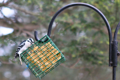 Downy Woodpecker on suet