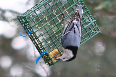 White-breasted Nuthatch on suet