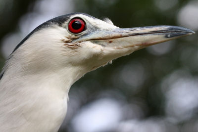 Black-crowned Night-Heron