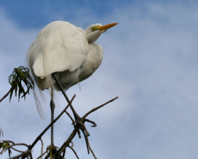 Great Egret