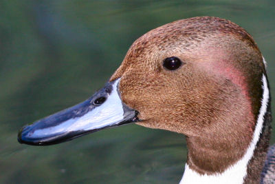 drake Northern Pintail