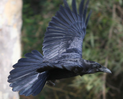 Common Raven