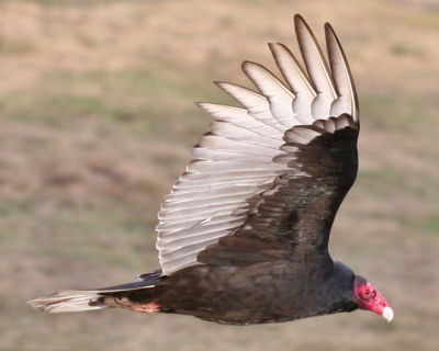 Turkey Vulture