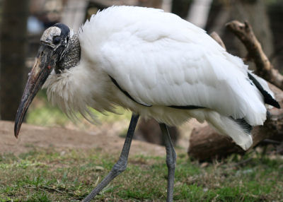 Wood Stork at the Wild Animal Park