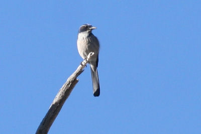 Western Scrub-Jay