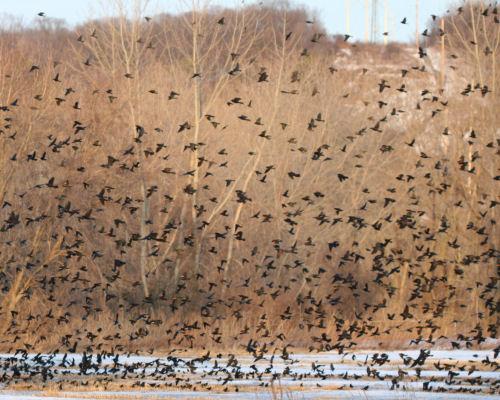 flock of blackbirds