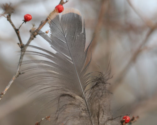 Blue Jay feather with berries