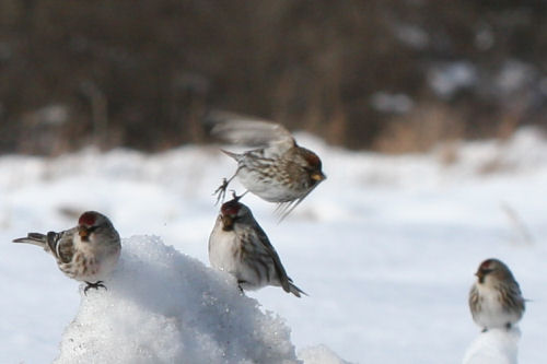 We might be Common Redpolls but we’re still pretty cool!