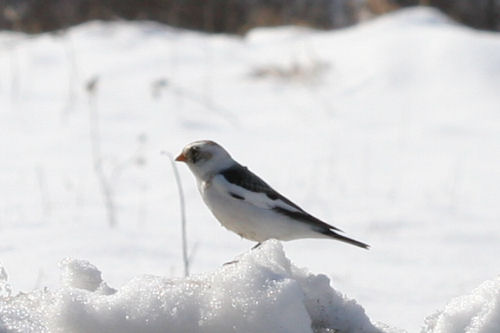 Snow Bunting in Fort Edward