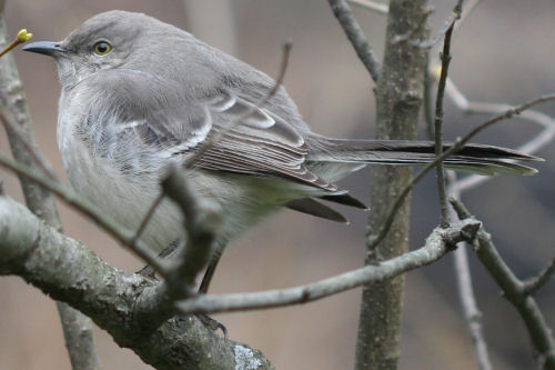 Northern Mockingbird in Central Park