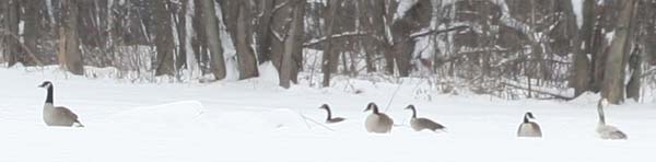 odd goose with Canada Geese