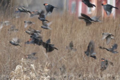 Red-winged Blackbirds and European Starlings